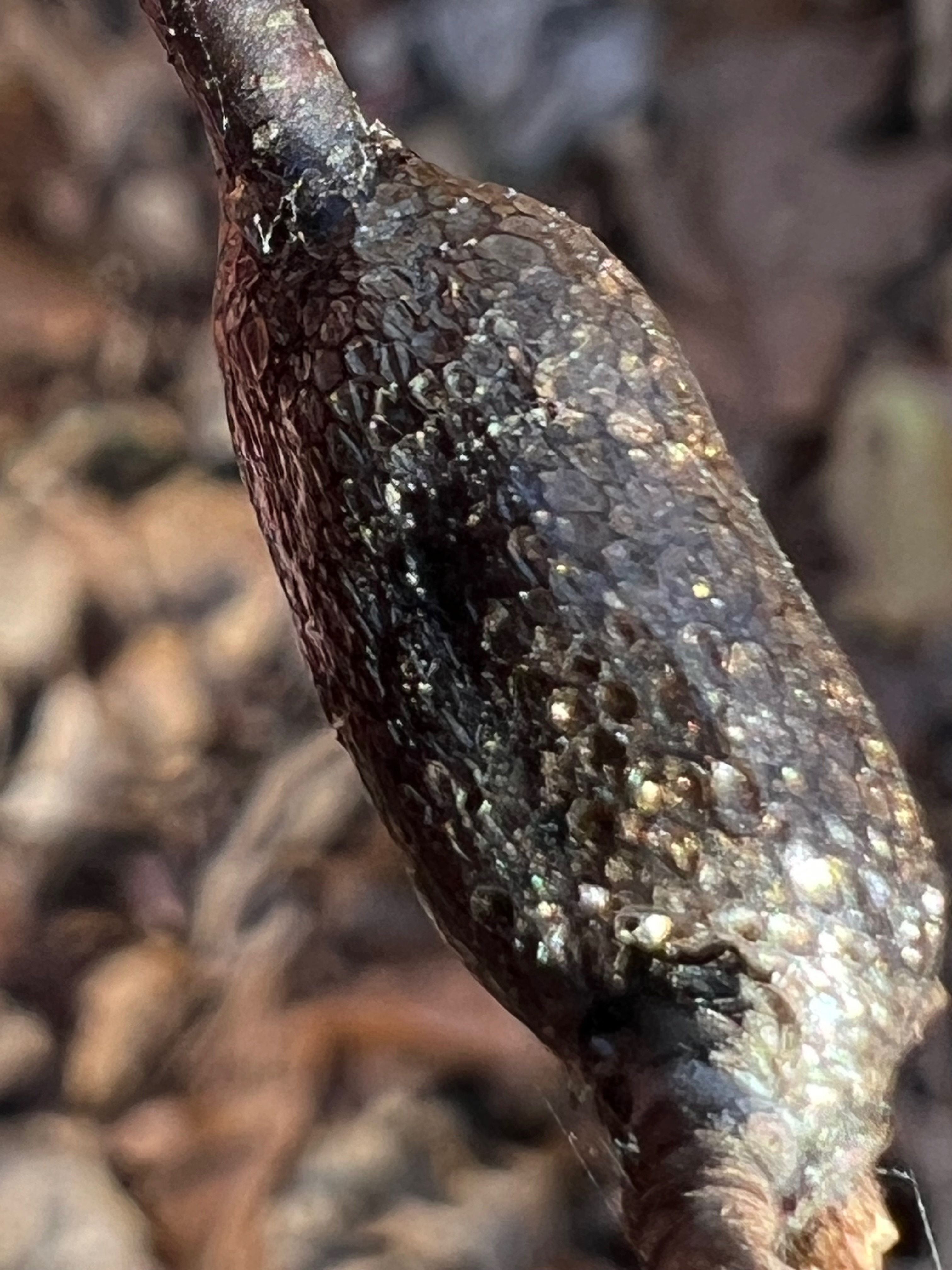 Malacosoma